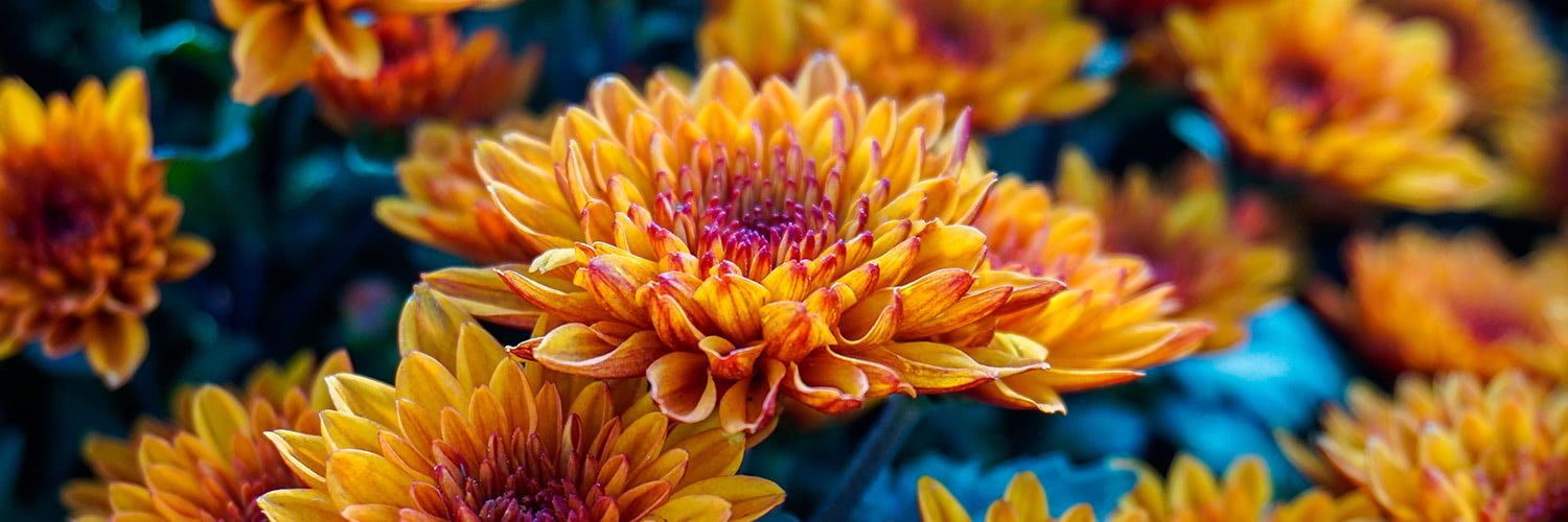 Orange chrysanthemums bloom vibrantly, surrounded by dense foliage and other similar flowers, creating a colorful garden scene.