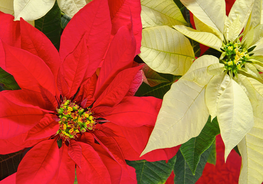 Brightly colored poinsettia plants showcasing vibrant red and pale yellow bracts, surrounded by deep green leaves.