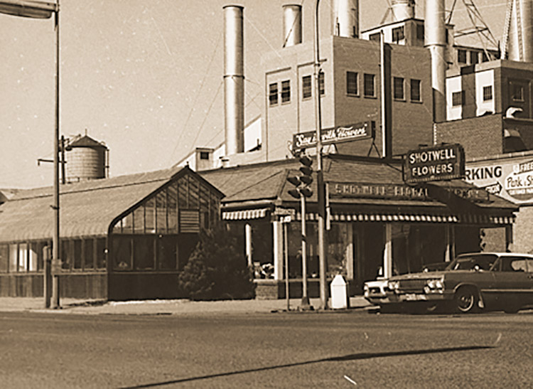 Now in a larger store, complete with an attached greenhouse, Shotwell thrives in the 1950s